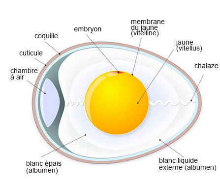 Le dveloppement de l'embryon