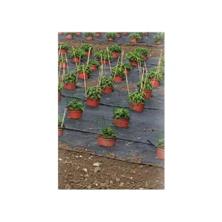 Toile de paillage perforé pour fruits et légumes largeur 1,30m (au mètre)