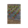 Toile de paillage perforé pour fruits et légumes largeur 1,30m (au mètre)