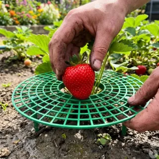 Supports pour fraisiers Lot de 5