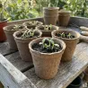 10 pots biodégradables pour semis Progarden