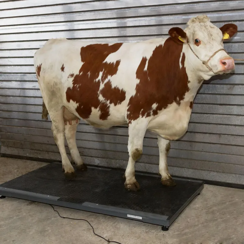 Balance professionnelle pour animaux jusqu'à 500 kg