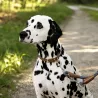 Collier pour chien en corde