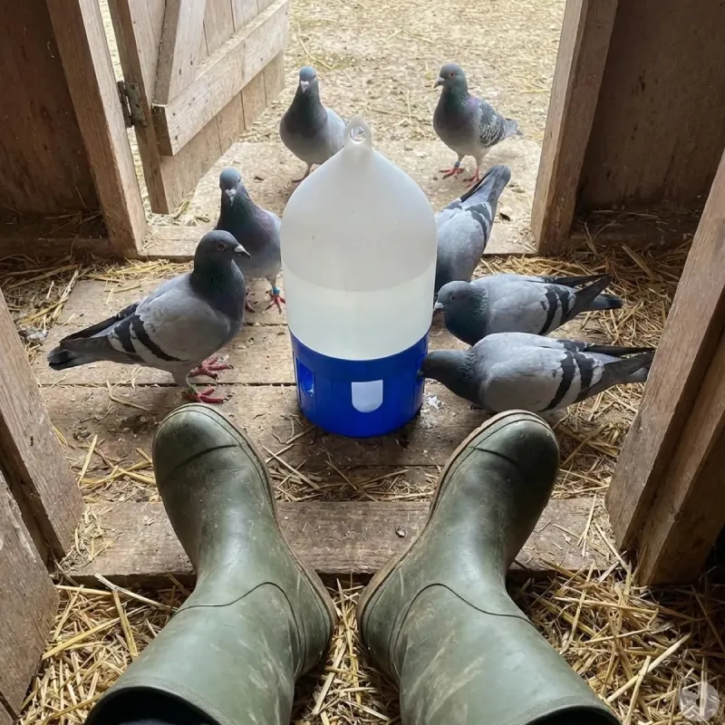 Abreuvoir pigeons siphoïde à poignée 5 L