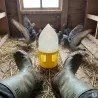 Lot de 5 Abreuvoirs siphoïde pour pigeons 5L - RIVER