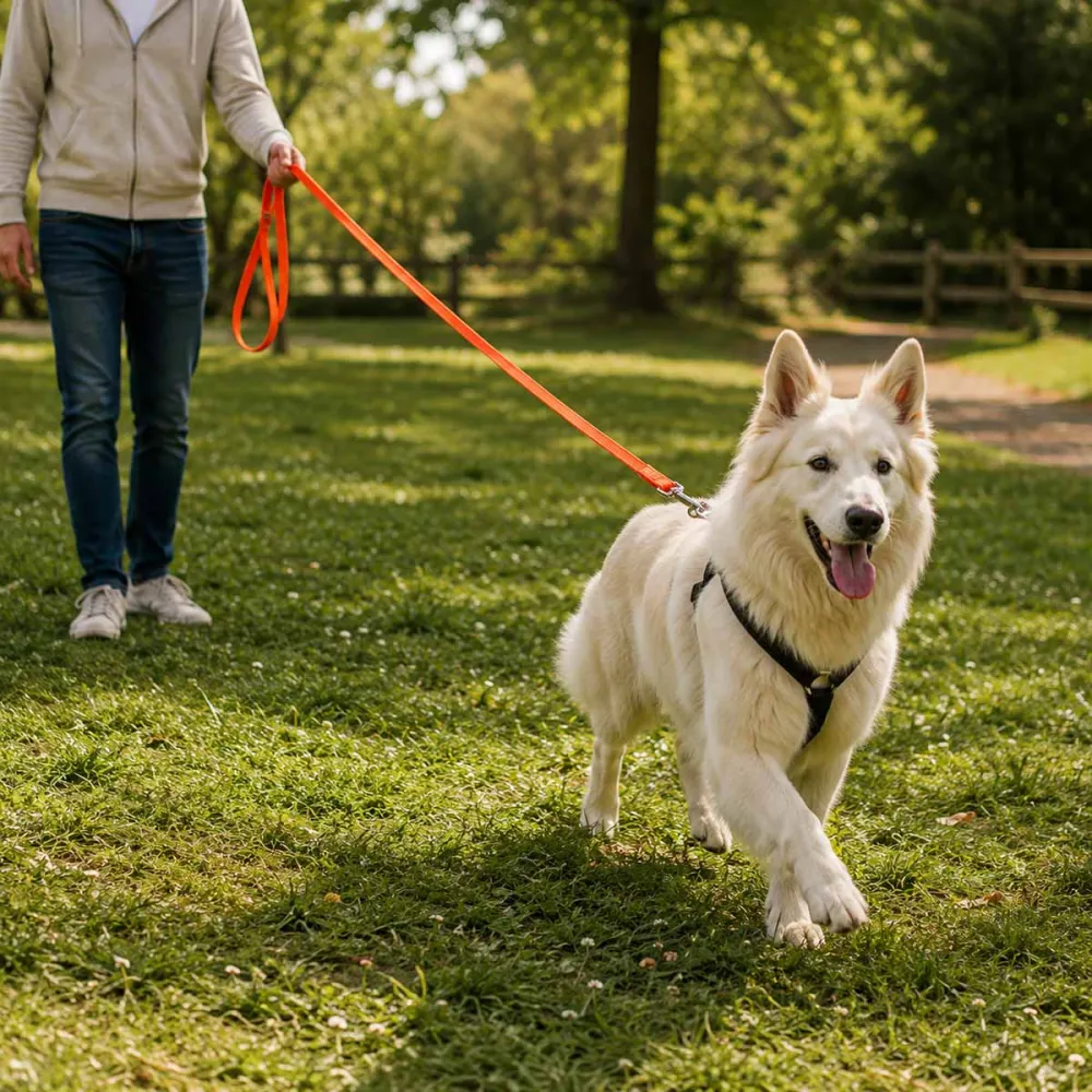 Laisse chien 1,50 m orange largeur 25 mm