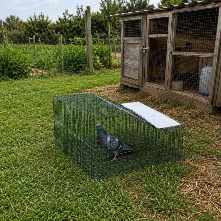Piège cage à pigeons double entrée 60 X 60 X 45 cm