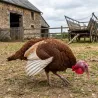 Lot de 25 Bagues de marquage 2026 canards, cygnes, oies et poules