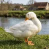 Lot de 25 Bagues de marquage 2026 canards, cygnes, oies et poules