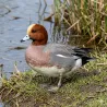 Lot de 25 Bagues de marquage 2026 canards, cygnes, oies et poules