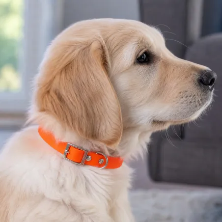 Collier Biogold petit chien ou chiot 11 couleurs