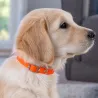 Collier Biogold petit chien ou chiot 11 couleurs