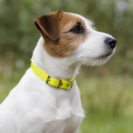 Collier Biogold petit chien ou chiot 11 couleurs