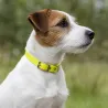 Collier Biogold petit chien ou chiot 11 couleurs