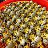 Adaptateurs pour oeufs de cailles