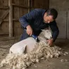 Tondeuse pour moutons - Heiniger Xpert