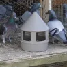 Mangeoire 1,5L à grit en plastique pour pigeons