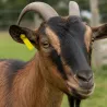 100 attaches Tip Tag vierges verte – Marquage animaux d’élevage