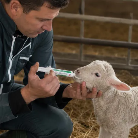 Complément alimentaire pour agneaux et chevreaux Probicol-L