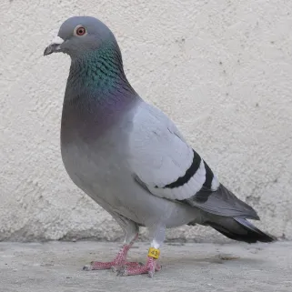 Bagues Spécial Pigeon Marquage Laser Indélébile numérotées 26-50 Blanc