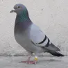 Bagues Spécial Pigeon Marquage Laser Indélébile numérotées 26-50 Blanc