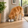 Gamelle pour chien antidérapante inox Gamelle pour chien antidérapante inox de 200 à 2800 ml