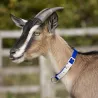 Collier moutons et chèvres nylon bleu