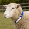 Collier moutons et chèvres nylon bleu