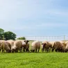 Filet électrifiable mouton 0,90 m