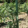 Tuteur plastifié vert 150 cm