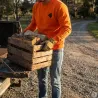 Sweat Orange Sanglier Treeland 100% Polyester Brodé Confortable