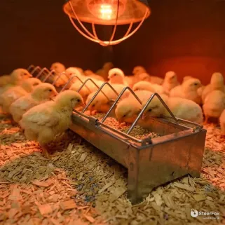 Mangeoire poussins et cailles GAUN 50 cm | Ducatillon