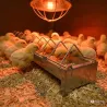 Mangeoire poussins et cailles GAUN 50 cm | Ducatillon