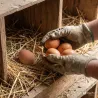 2 œufs factices pour poules en caoutchouc OLBA | Ducatillon
