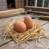 2 œufs factices pour poules en caoutchouc OLBA | Ducatillon