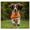 Gilet orange fluo réfléchissant pour chien Épagneul et Springer