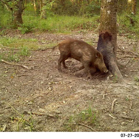 Cinglavit Vitex : attractant sanglier en 5 kg | Ducatillon