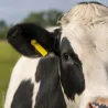 100 attaches Tip Tag vierges rouges – Marquage animaux d’élevage