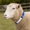  Collier moutons et chèvres nylon 