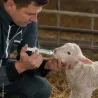 Complément alimentaire pour agneaux et chevreaux Probicol-L