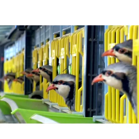 Cage d'élevage perdrix 3 étages - CIMUKA Cage d'élevage perdrix 3 étages - CIMUKA