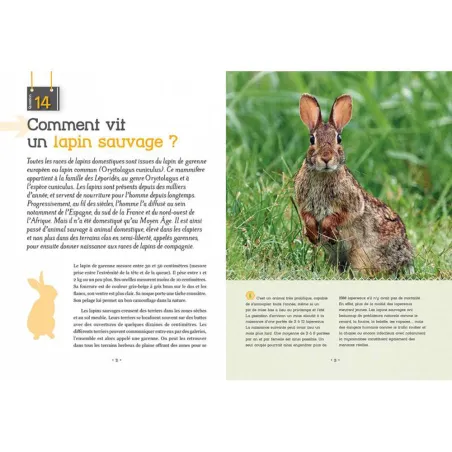 Et si on achetait un lapin Et si on achetait un lapin