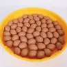 Couveuse manuelle 70 oeufs ( Puisor IO-102 TH )