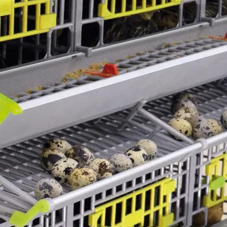 Cage pour cailles pondeuses - CIMUKA Cage pour cailles pondeuses - CIMUKA