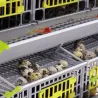 Cage pour cailles pondeuses - CIMUKA Cage pour cailles pondeuses - CIMUKA