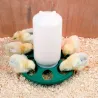 Mangeoire à trous pour poussins et cailles Mangeoire à trous pour poussins et cailles