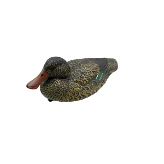 Appelant Souchet femelle HD 35 x 17cm