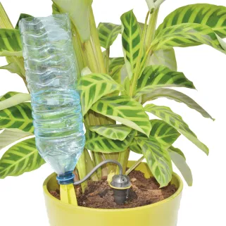 Arrosage goutte à goutte bouteille