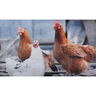 Tapis Poules caoutchouc 76 X 45 cm