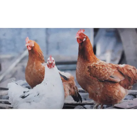 Tapis Poules caoutchouc 76 X 45 cm